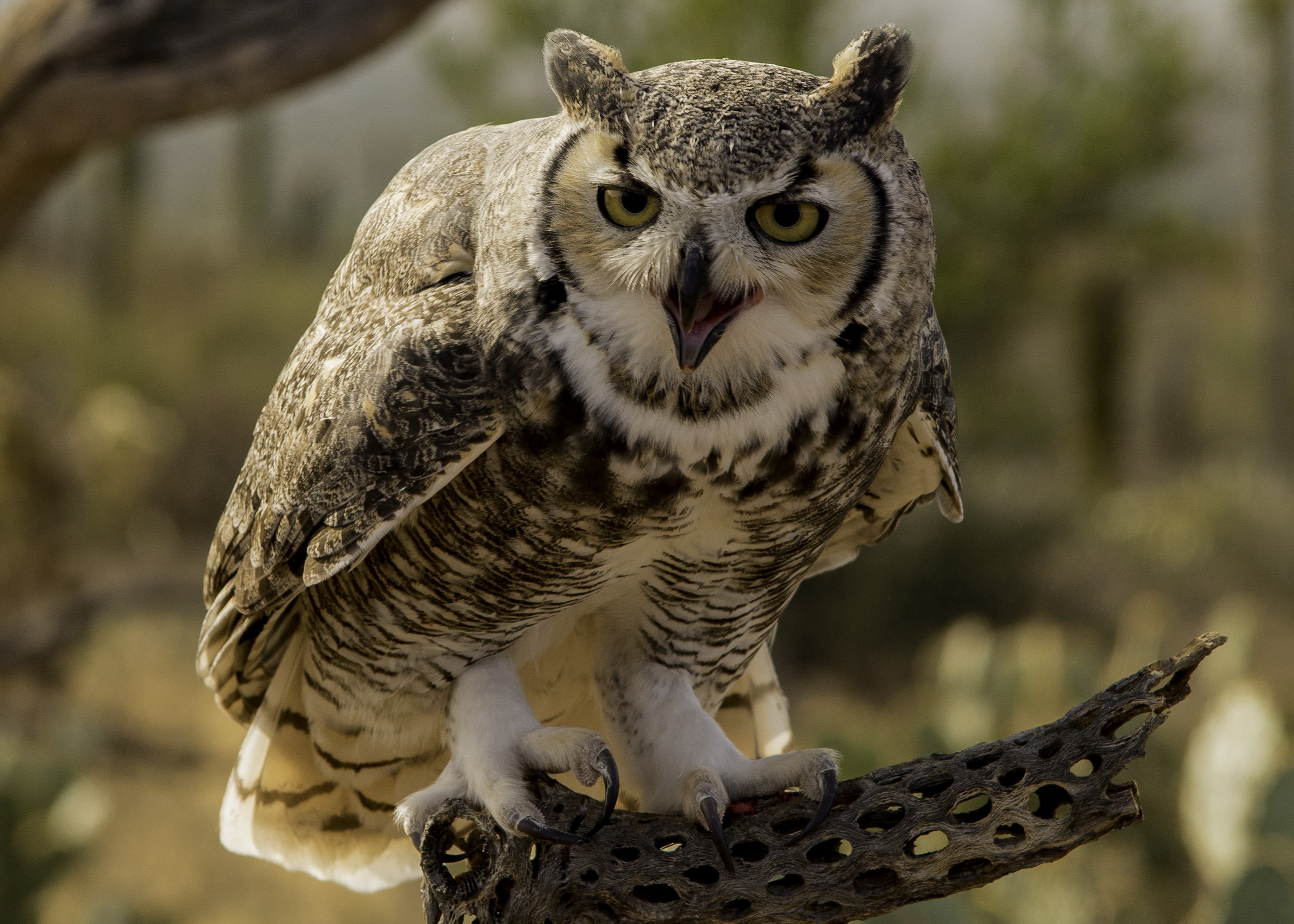 Great horned owl shutterbug